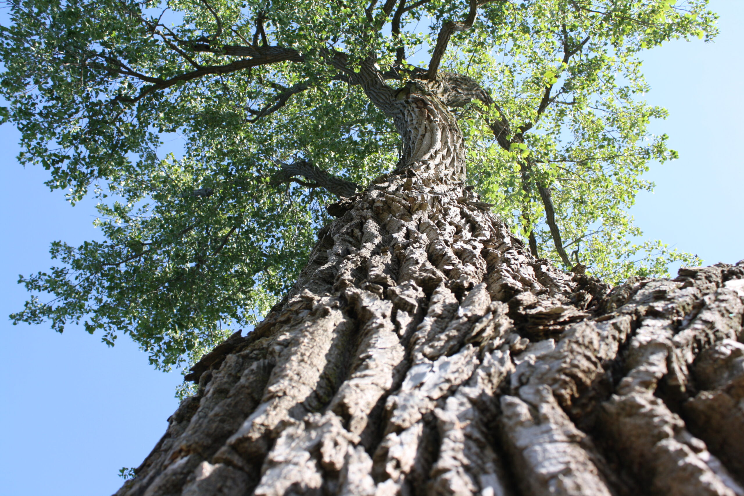view up a tree trunk to the canopy on the grounds of Siena, a spiritual retreat center in Racine, Wisconsin